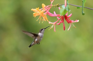 Hummingbird and Honeysuckle