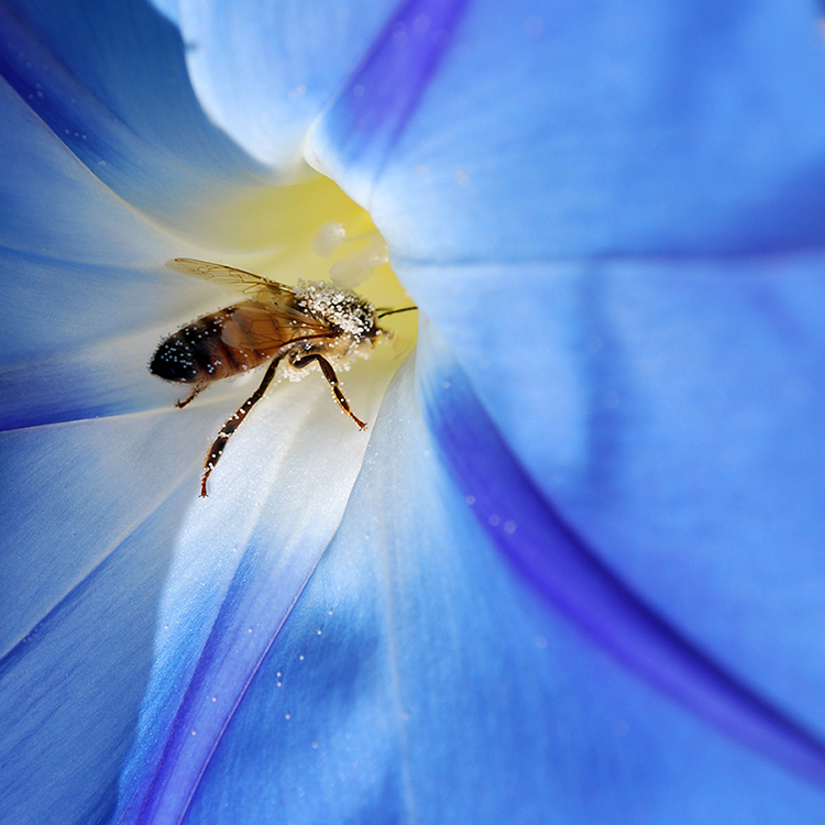Honey Bee Pollinating. photo courtesy of Shutter Stock