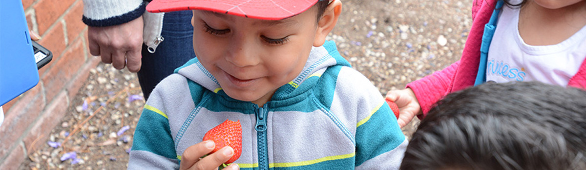 Child Enjoys Strawberry