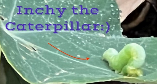 Inchy the Caterpillar